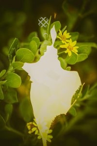 Sydney Pre-Wedding Photography Clover Image