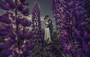 Awarding Sydney Pre-Wedding Photography Clover Image