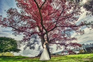 Awarding Sydney Pre-Wedding Photography Clover Image